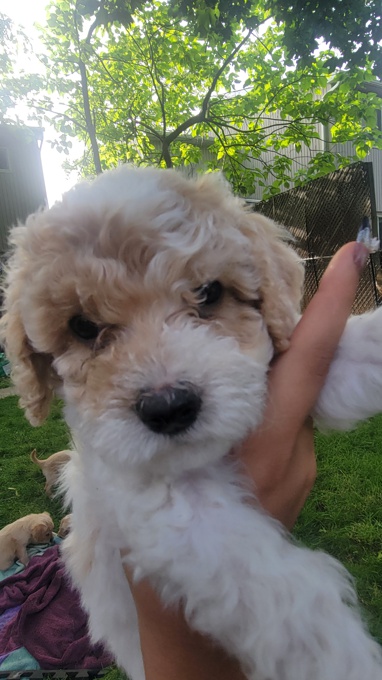 Cockapoo