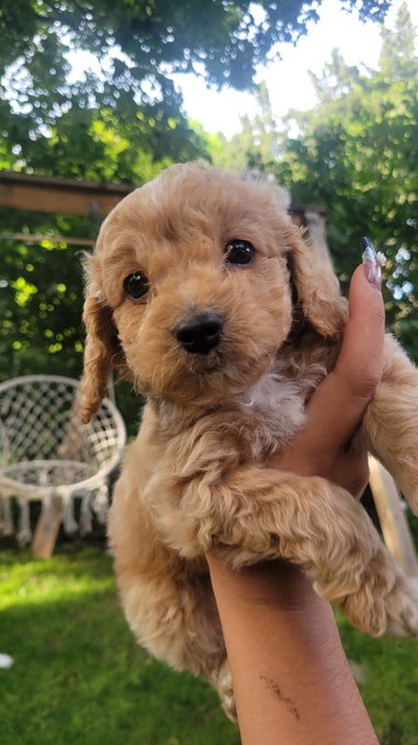 Cockapoo