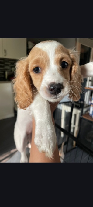 Cockapoo
