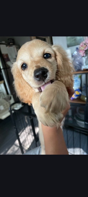 Cockapoo