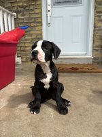 Frenchbulldog & Pitbull