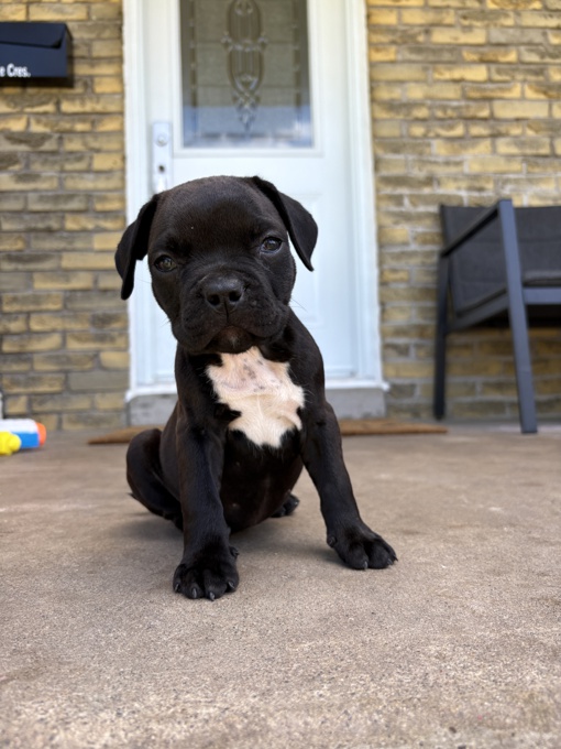 Frenchbulldog & Pitbull