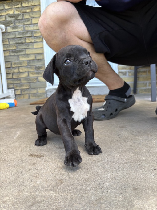 Frenchbulldog & Pitbull