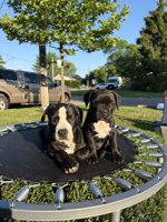 Frenchbulldog & American Bulldog 