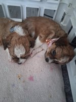 Longcoat chihuahuas