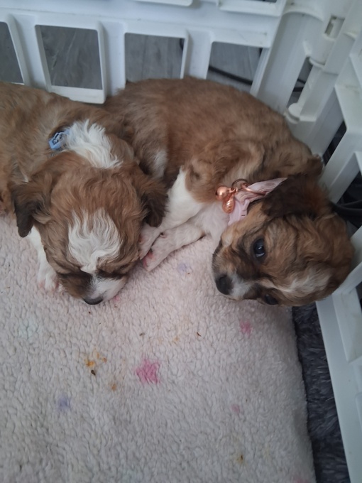 Longcoat chihuahuas