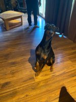 Doberman