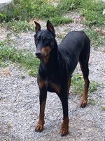 Doberman