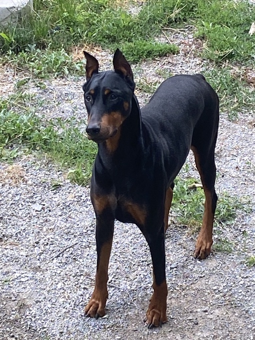 Doberman