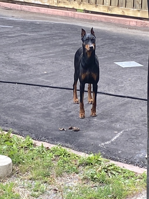 Doberman