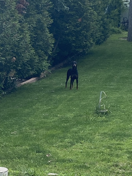 Doberman