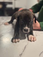 Cane Corso