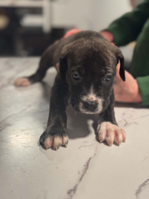 Cane Corso