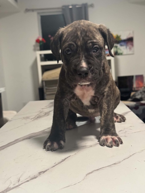Cane Corso