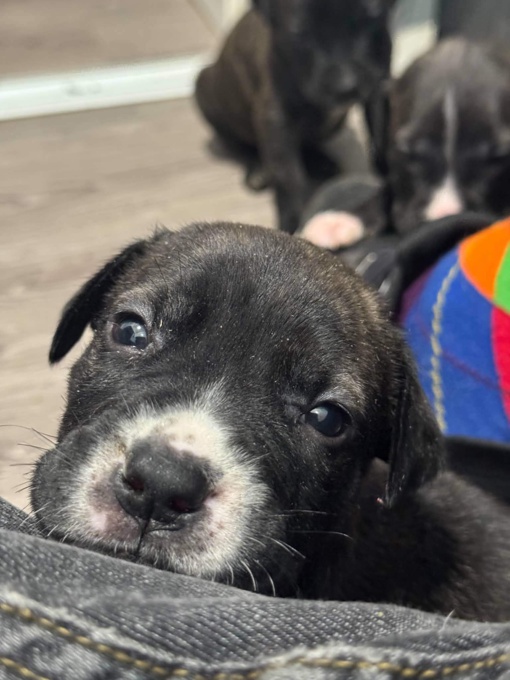 Cane Corso