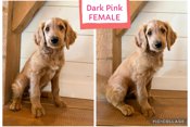 Goldendoodle