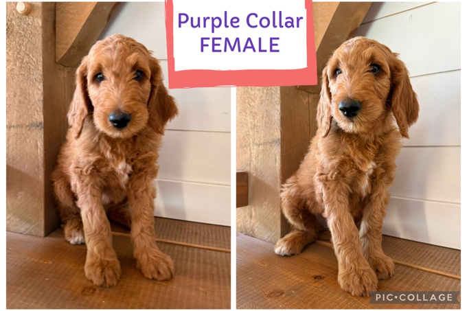 Goldendoodle