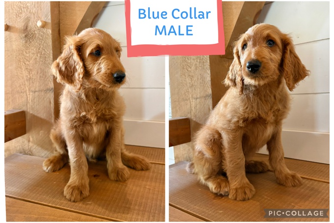 Goldendoodle