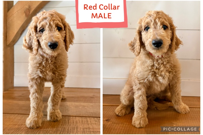 Goldendoodle