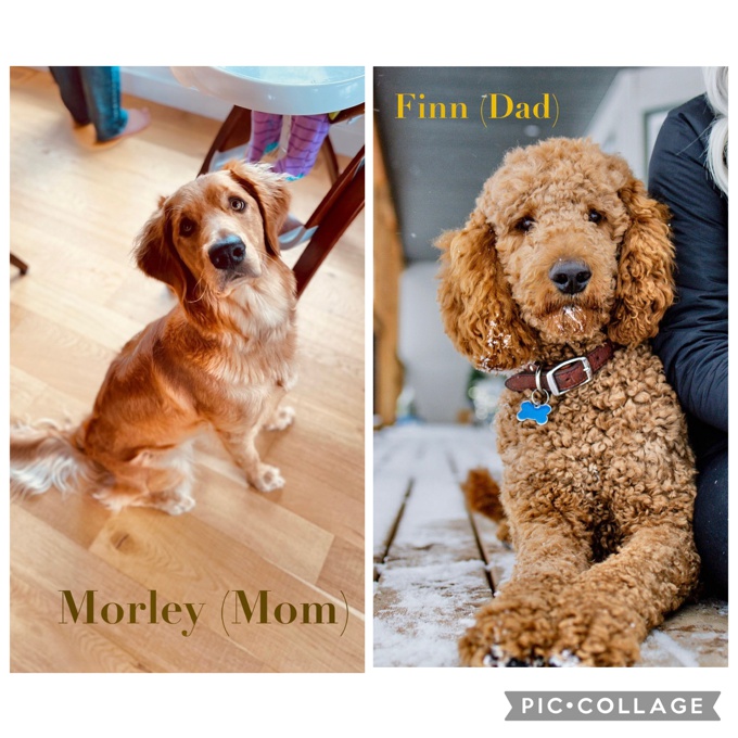 Goldendoodle