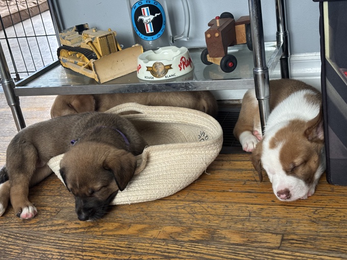 Short hair Australian collie/rotti/king shepherd