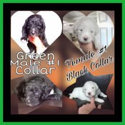 Australian Shepherd/Great Pyrenees/Lab