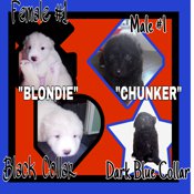 Australian Shepherd/Great Pyrenees/Lab