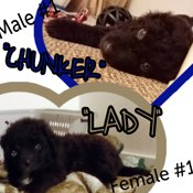Australian Shepherd/Great Pyrenees/Lab