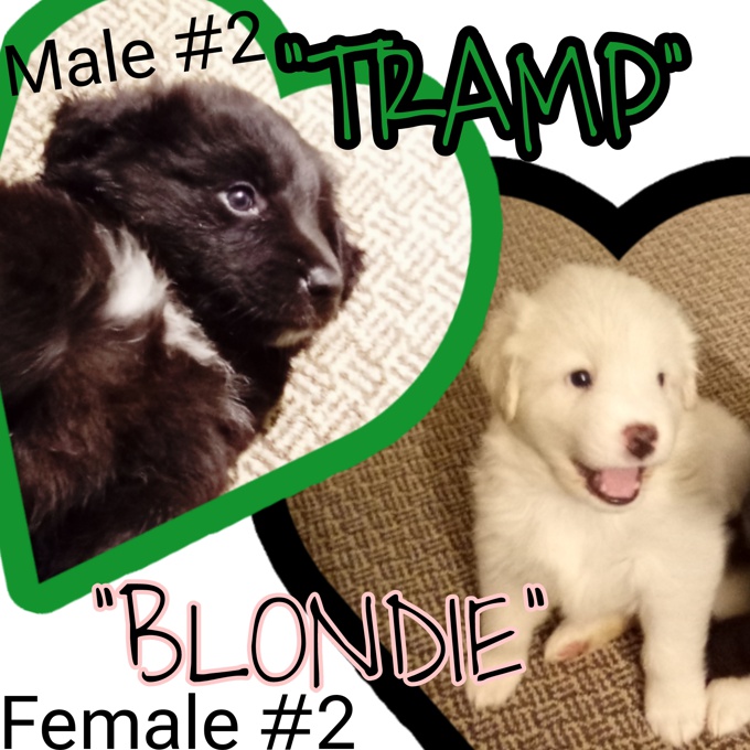 Australian Shepherd/Great Pyrenees/Lab