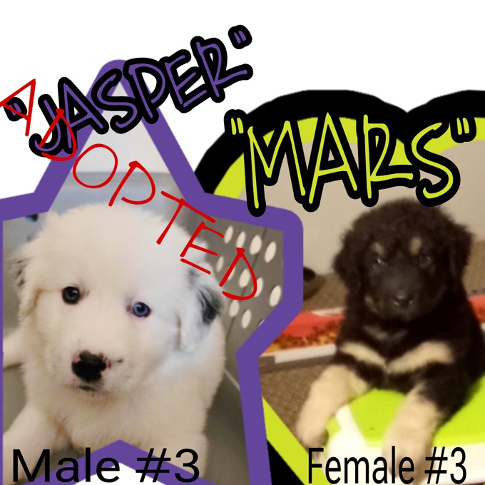 Australian Shepherd/Great Pyrenees/Lab