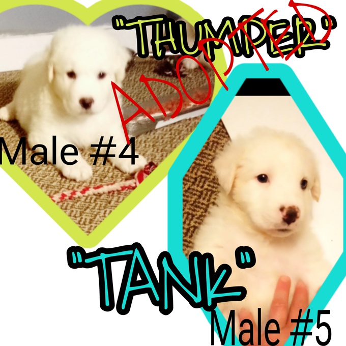 Australian Shepherd/Great Pyrenees/Lab