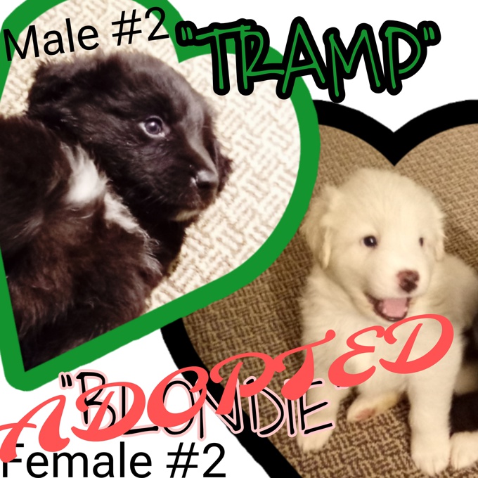 Australian Shepherd/Great Pyrenees/Lab
