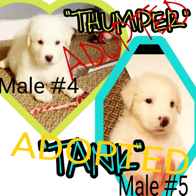 Australian Shepherd/Great Pyrenees/Lab