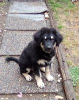 Australian Shepherd/Great Pyrenees/Lab