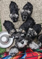 Schnauzer