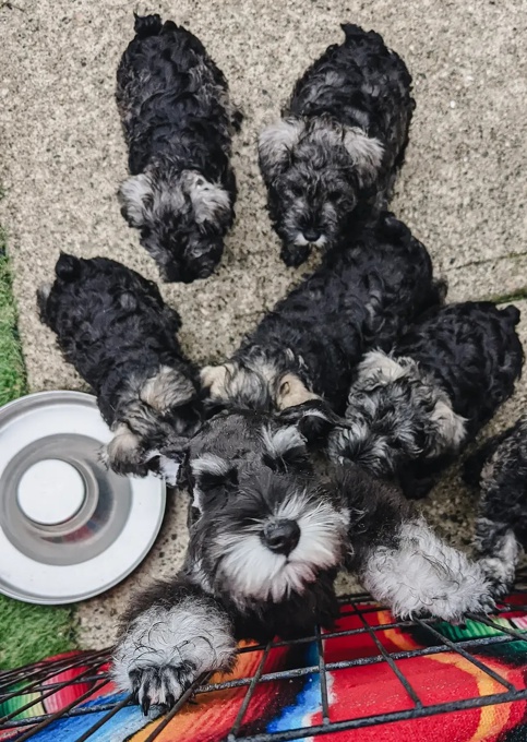 Schnauzer