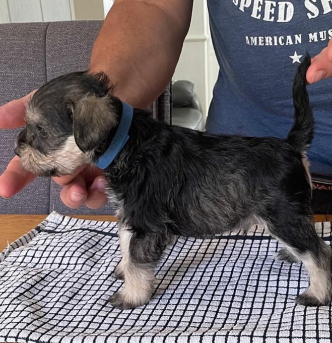 Schnauzer
