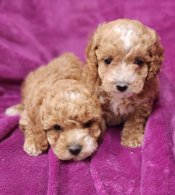 Cockapoo