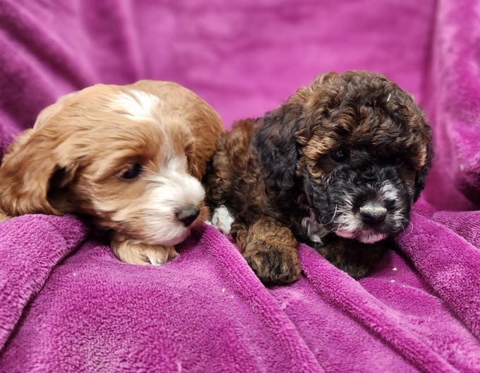 Cockapoo