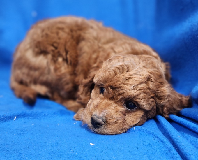 Cockapoo