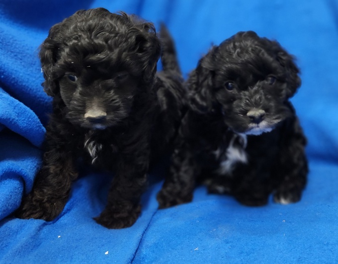 Cockapoo