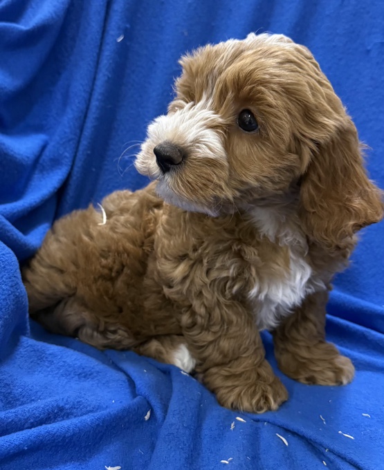 Cockapoo