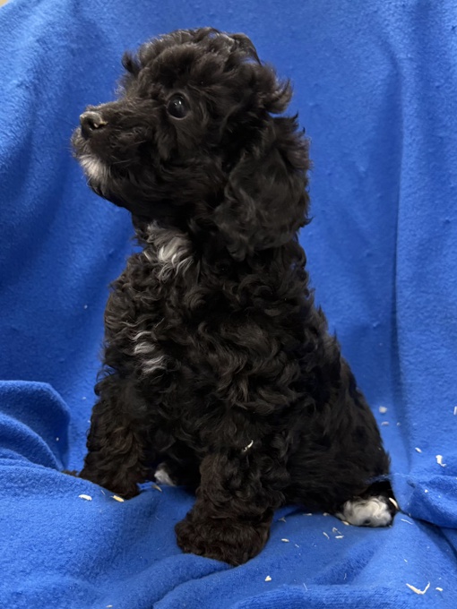 Cockapoo