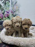 poodle