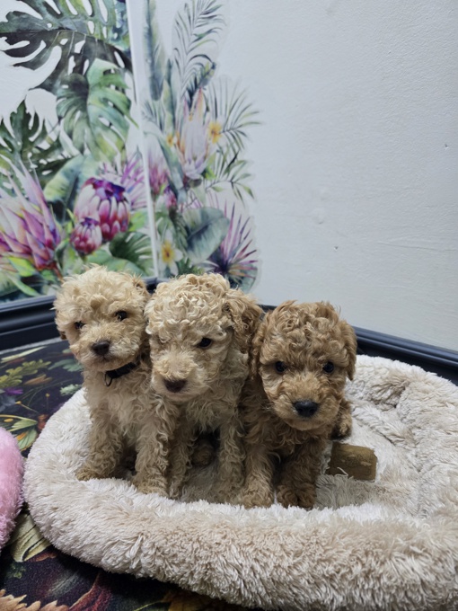 poodle