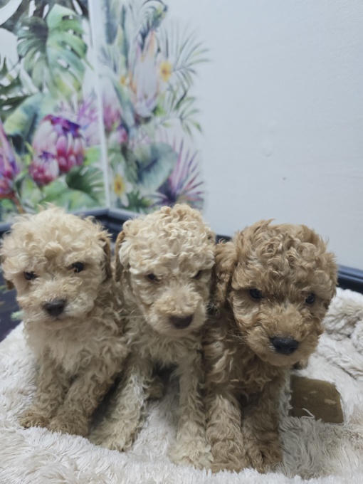 poodle