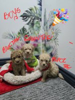 poodle