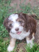 Cavapoo