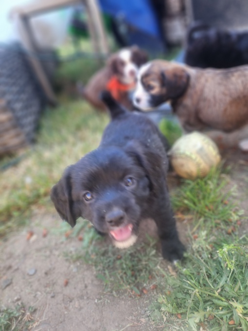 Cavapoo