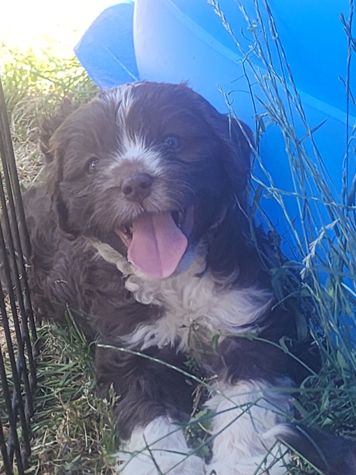 Cavapoo